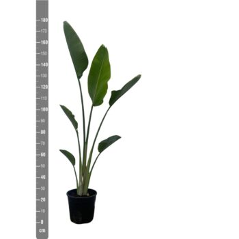 Strelitzia Nicolai