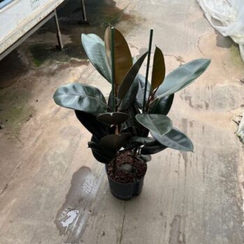 Ficus elastica abidjan 2pp 22/19 h100