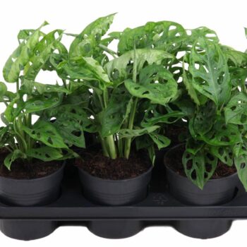 Monstera Adonsonii 4pp