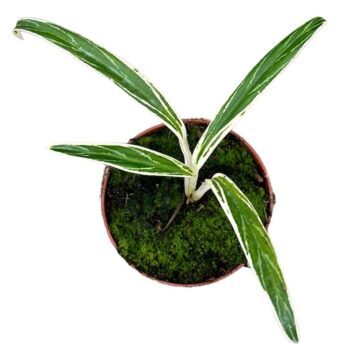 Aglaonema Bamboo