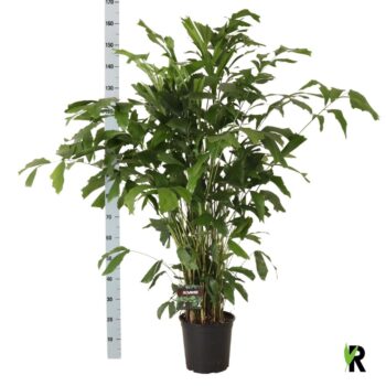 Caryota mitis
