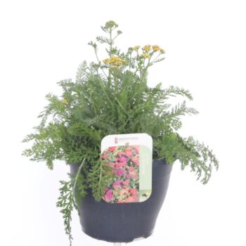 Achillea millefolium Milly Rock Mixmasters Dance