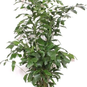 Caryota mitis