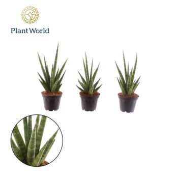 Sansevieria 'Dancing Queen'