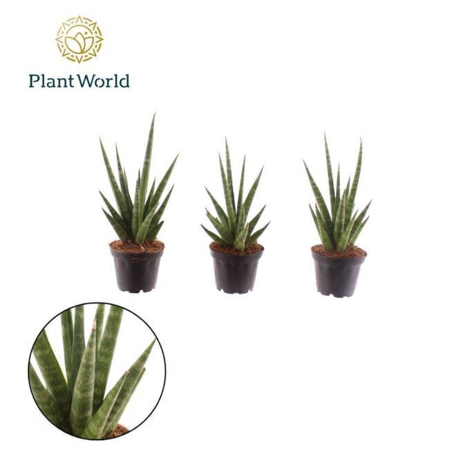 Sansevieria 'Dancing Queen'
