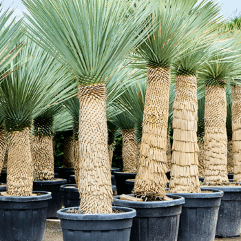 Yucca rostrata (210-230) Stem (100-110)