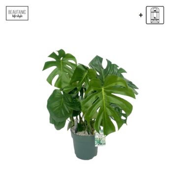 Monstera Deliciosa