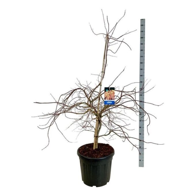 Acer Ice Dragon ®