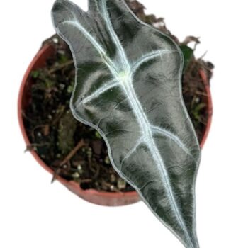 Alocasia Nobilis