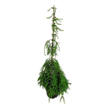 Tsuga can. 'Pendula'
