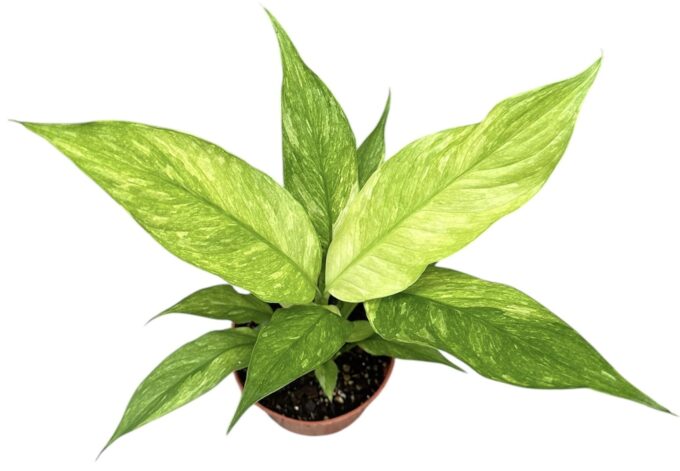 Spathiphyllum Aurea
