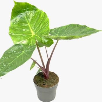 Alocasia Imperial Red 17 cm