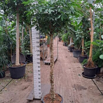 Schefflera arboricola 'Compacta' twister 240