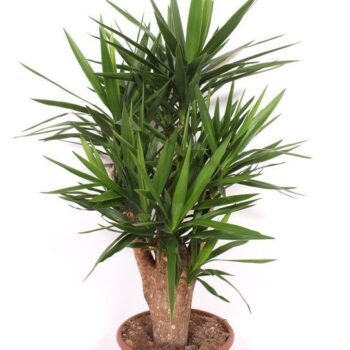 Yucca elephantipes