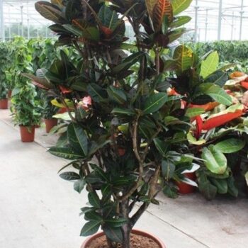 Codiaeum Petra (Croton Petra)