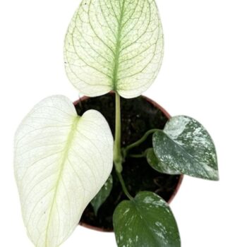 Monstera Mint