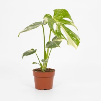 Monstera Thai Constellation 12cm