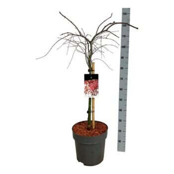 Acer pal. 'Garnet'