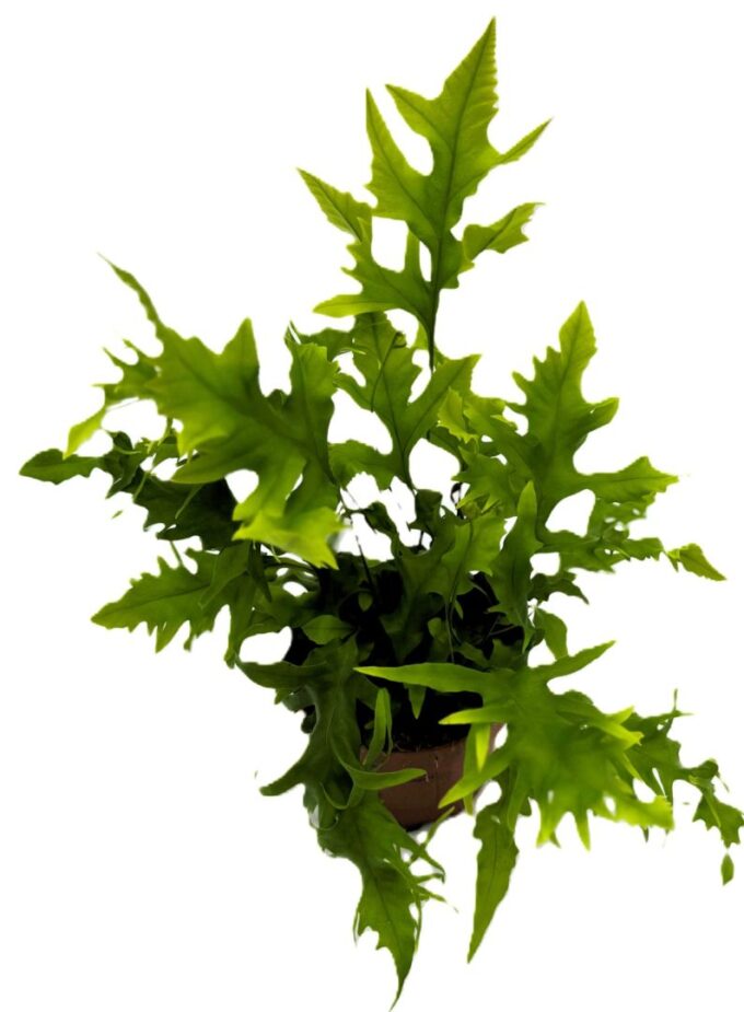 Asplenium Hawaiian Sunshine