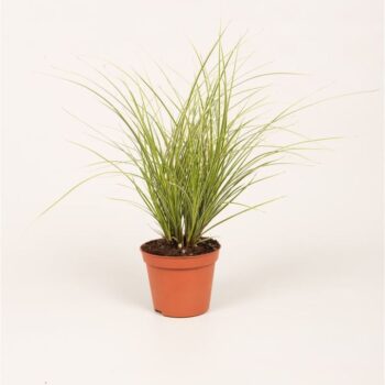 Carex brun. 'Jubilo'®
