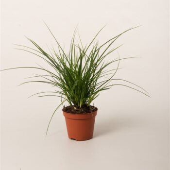 Carex brunnea