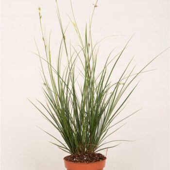 Carex Brunnea