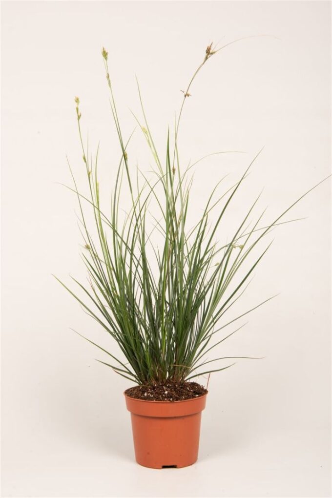 Carex Brunnea