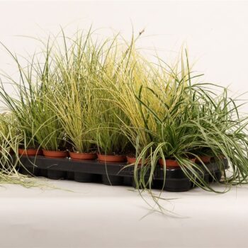 Carex gemengd