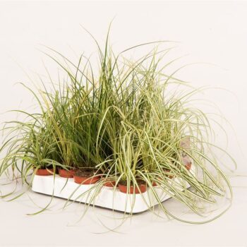 Carex gemengd