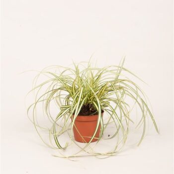 Carex hach. 'Evergold'