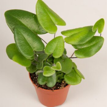 Hemionitis Arifolia