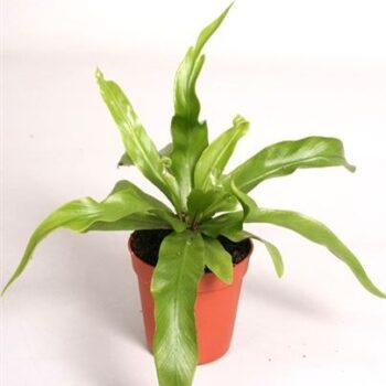 Asplenium Antiquum