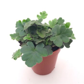 Doryopteris Cordata