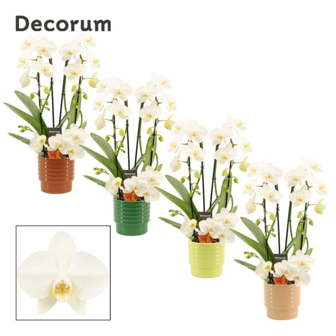 Phalaenopsis twirl wit in Naemi (Natural bubble-collection)