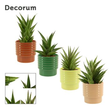 Sansevieria Crown mix 12 cm in Naemi (Natural bubble-collection)