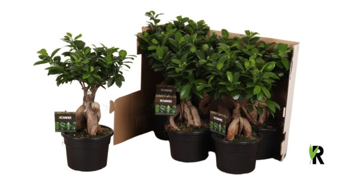 Ficus micr. Ginseng in fust 348