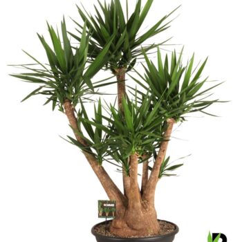 Yucca elephantipes vertakt
