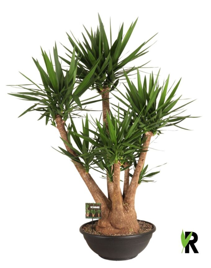 Yucca elephantipes vertakt