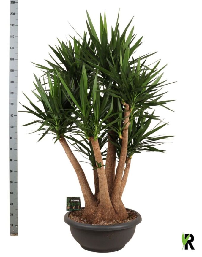 Yucca elephantipes vertakt (belading dubbele CC)