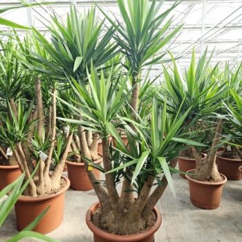 Yucca elephantipes