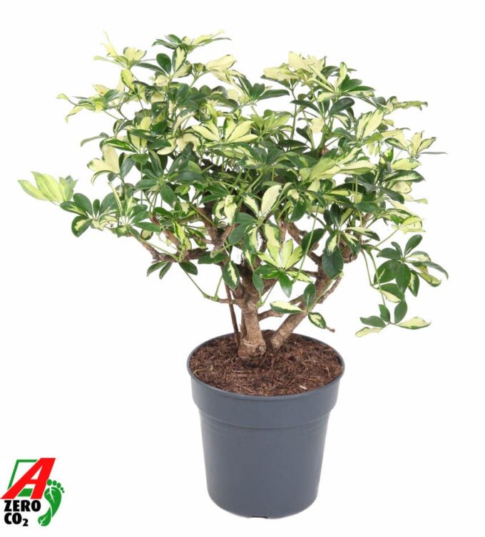 Schefflera Trinette 1ft P24
