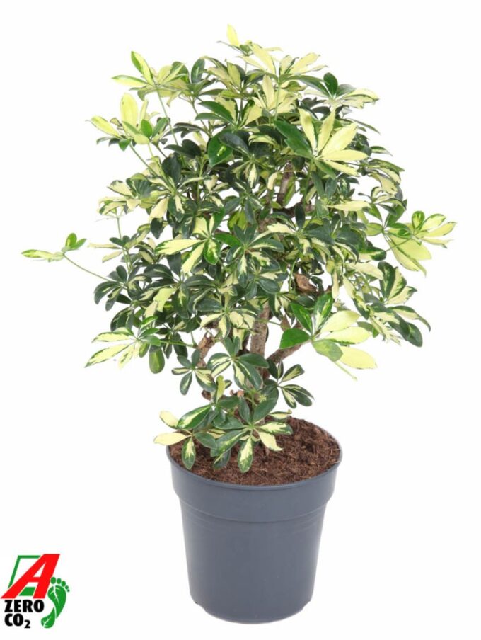 Schefflera Trinette 1,5ft P24
