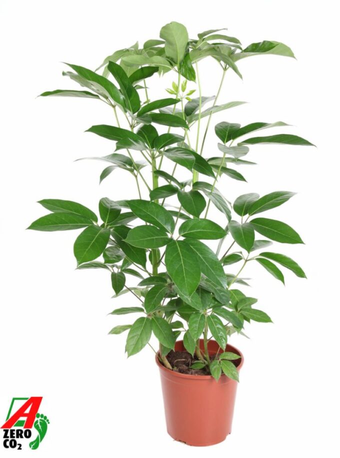 Schefflera Amata 3PP P31