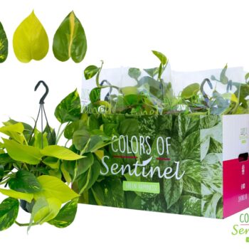 Epipremnum Pinatum Tricolore GO/A/B -Hangpot