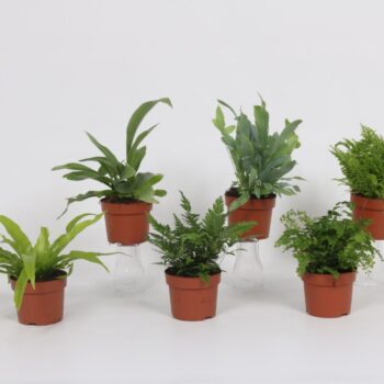 Varen mix 12cm