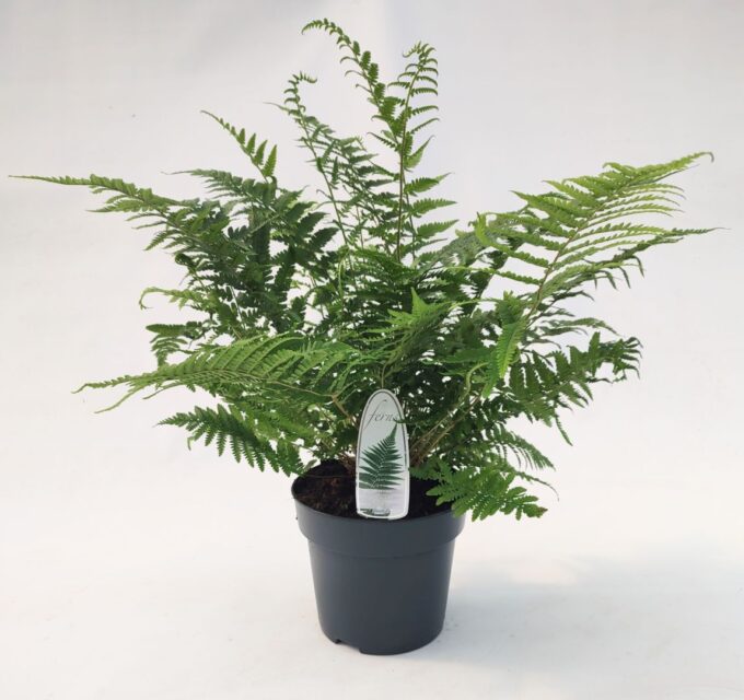 Dryopteris filix-mas