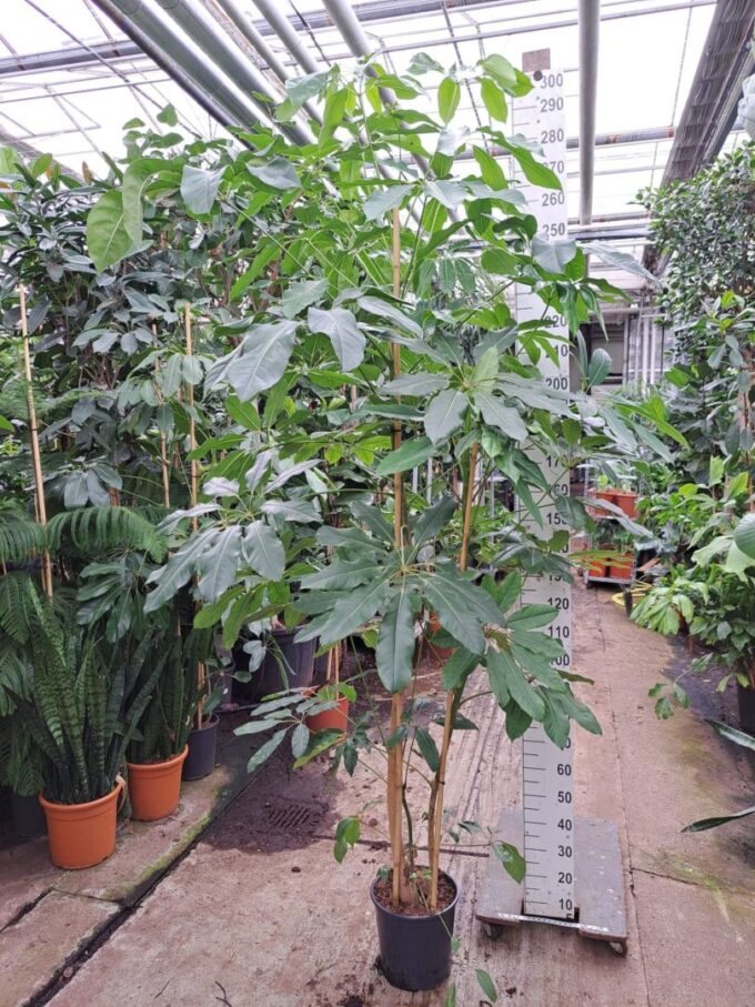 Schefflera Amate toef 300