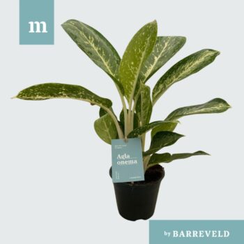 Green Agla 'Anouk'