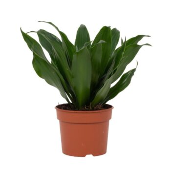 Dracaena Compacta 9cm