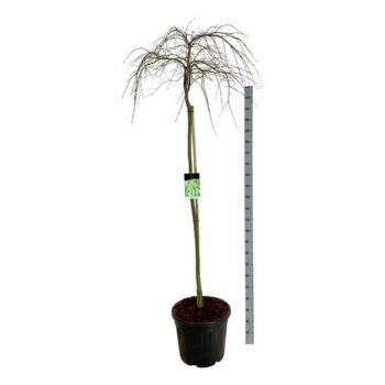 Acer pal. 'Dissectum'